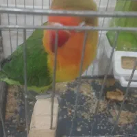 طوطی برزیلی باقفس و وسایل|پرنده|بیجار, |دیوار