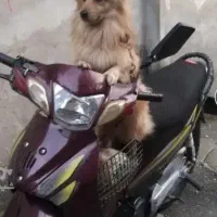 سگ پیداشده