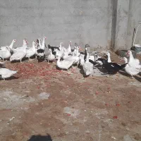 اردک اسراییلی|حیوانات مزرعه|کاشمر, |دیوار