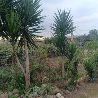 فروش گل یوگا