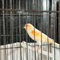 قناری|پرنده|شهر ری, صالح‌آباد شرقی|دیوار