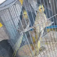 عروس هلندی و مرغ عشق