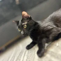 واگذاری دو عدد گربه