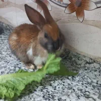 خرگوش سالم وسرحال|موش و خرگوش|پیرانشهر, |دیوار