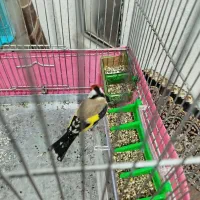 سهره سفید غریب