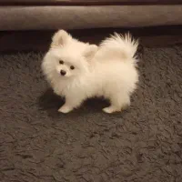 پامرانین ۸ ماهه