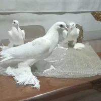 کفتر پاپر|پرنده|تبریز, |دیوار