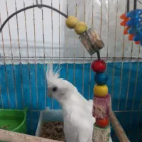 طوطی البینو تمام سفید