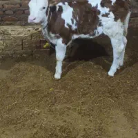 گوساله سیمیتال درجه یک ماده|حیوانات مزرعه|سراجو, |دیوار