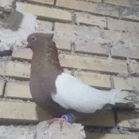 گبوتر گرفتنی شب|پرنده|خرمشهر, |دیوار