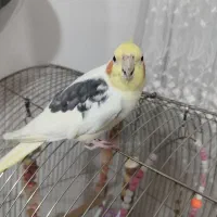 عروس هلندی یک جفت