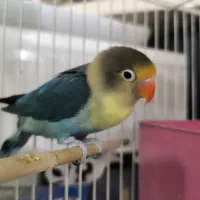 کوتوله برزیلی سبز معاوضه و فروش