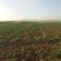 زمین برای اجاره نخود