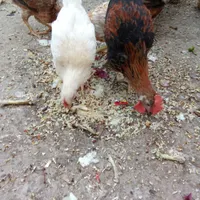 جوجه محلی