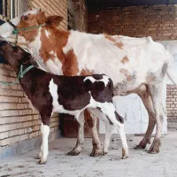 گاو با گوساله نر شکم دوم ۵کیلو شیر گوساله یک ساله