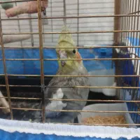 عروس هلندی دستی سخنگو|پرنده|ابهر, |دیوار