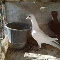 .سفید ماده تیزه کنار|پرنده|طرقبه, |دیوار