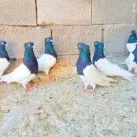 کله سیاه|پرنده|شیراز, ریاستی|دیوار