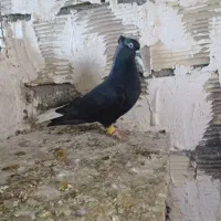 کبوتر یا کفتر|پرنده|ضیاء آباد, |دیوار