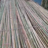 نی خیزران|گل و گیاه طبیعی|محلات, |دیوار