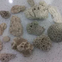 مقداری سنگ قیمتی صدف