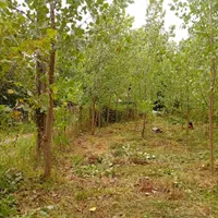 زمین