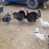 باسلام فروش ۱۰ عدد بوقلمون محللی