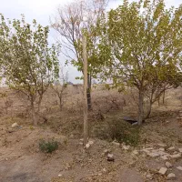 1/800متر فروش چاردیواری با دوساعت آب کشاورزی|فروش دفتر صنعتی، کشاورزی، تجاری|جوادآباد, |دیوار