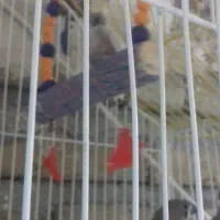جفت فنچ با 3 جوجه