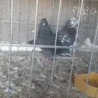 چند جفت کفتر مایه