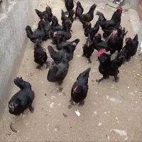 جوجه مرغ مرندی فول کیفیت