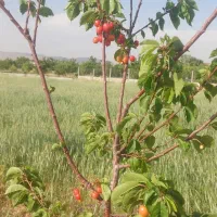 فروش ۲ هکتار زمین باغی و کشاورزی