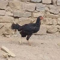 مرغ|حیوانات مزرعه|سنندج, |دیوار