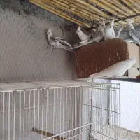 عروس هلندی|پرنده|جوین, |دیوار