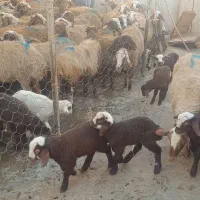 میش و بره جوان|حیوانات مزرعه|سنقر, |دیوار