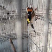 سهره نرمتولد قفس|پرنده|شهریار, شهرک امیریه|دیوار