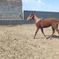 کره اسب مادیون کرنگ