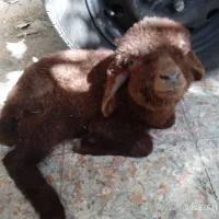 بره ماده روستای دونه