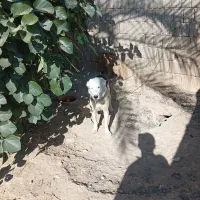 سگ البای روس|سگ|بوشهر, |دیوار