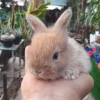 خرگوش لوپ|موش و خرگوش|قم, بنیاد|دیوار