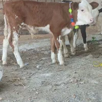 تهیه انواع گوساله های لوکس شیر خوار