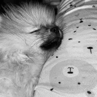 سگ/پامر/ماده|سگ|تهران, صادقیه|دیوار