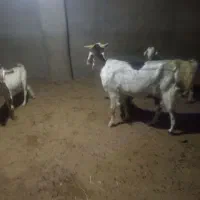 بز و کهره برای فروش