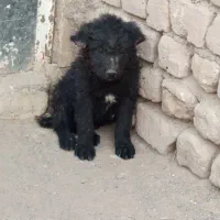 واگذاری قدرجونی اصل|سگ|کاشان, طاهرآباد|دیوار