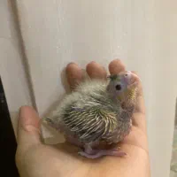 جوجه عروس سرلاکی(بالغ و جفت مولد)|پرنده|رشت, یخسازی|دیوار