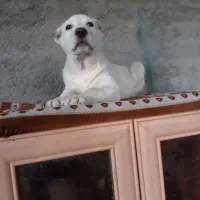 ماده الابای روسی|سگ|سیمین شهر, |دیوار