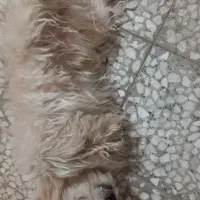 سگ شیتزو|سگ|خمینی‌شهر, |دیوار