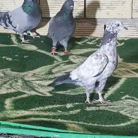 کفتر|پرنده|بروجن, |دیوار