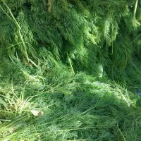 شویدمحلی|خوردنی و آشامیدنی|بسطام, |دیوار