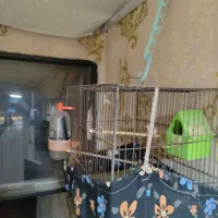 پرنده|پرنده|کهریزک, |دیوار